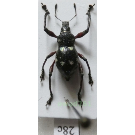 Metapocyrtus sp. Heller, 1912 female Philippines28c